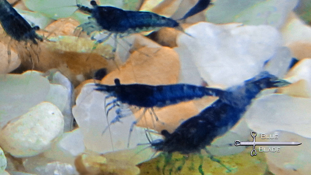 Blue Dream Shrimp