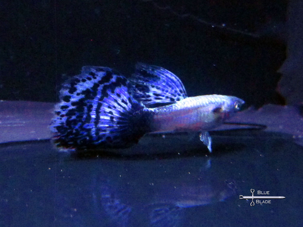 Guppies