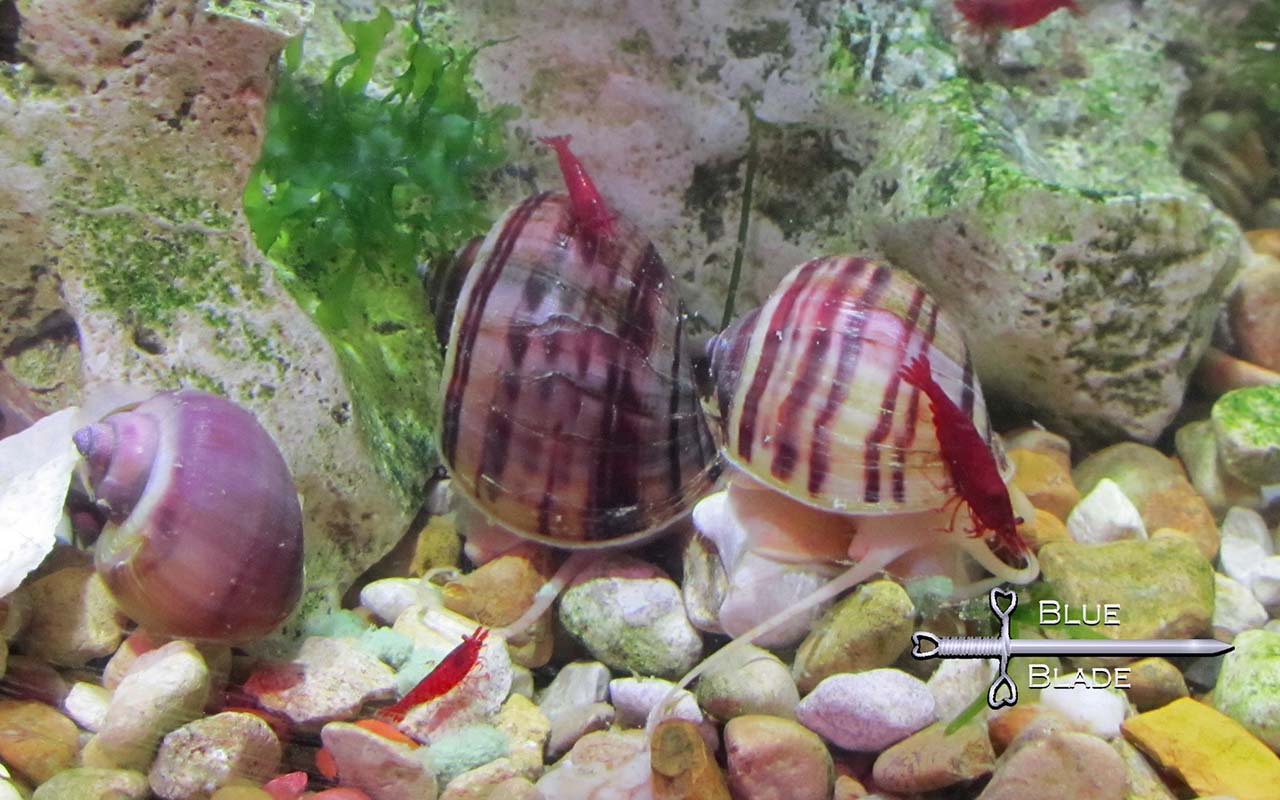 Mystery Snails