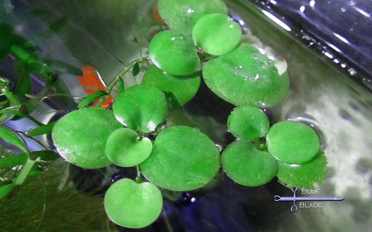 Amazon Frogbit