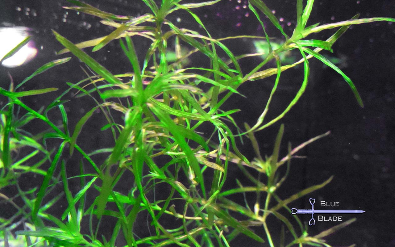 Guppy Grass